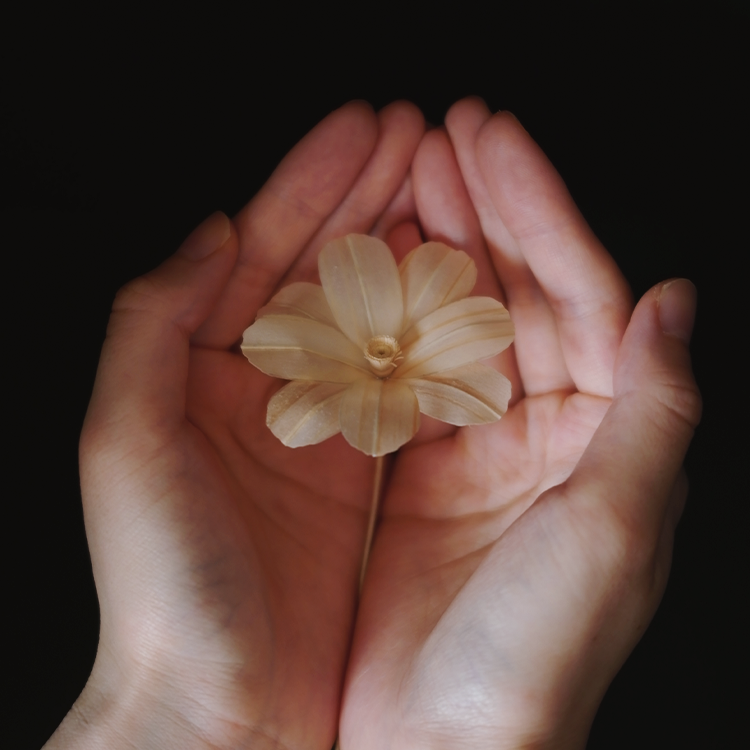 人の手に置いたときのコスモス