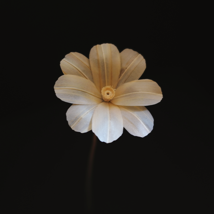 左下からのコスモス