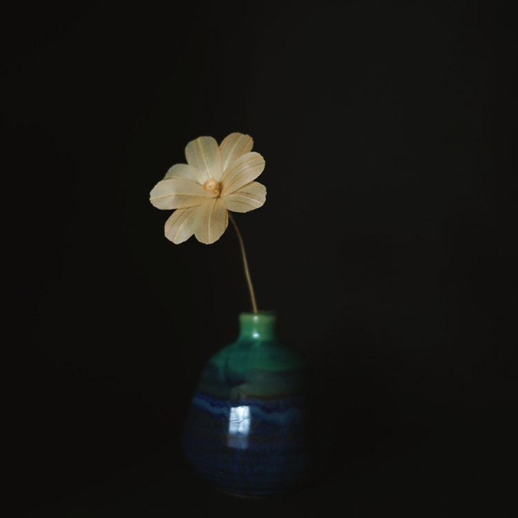 花瓶に支えられているコスモス