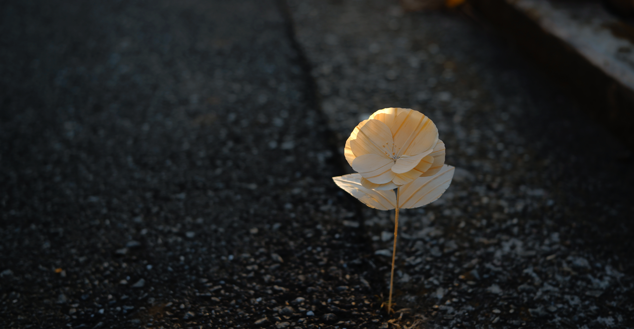 夕日の中の寒椿