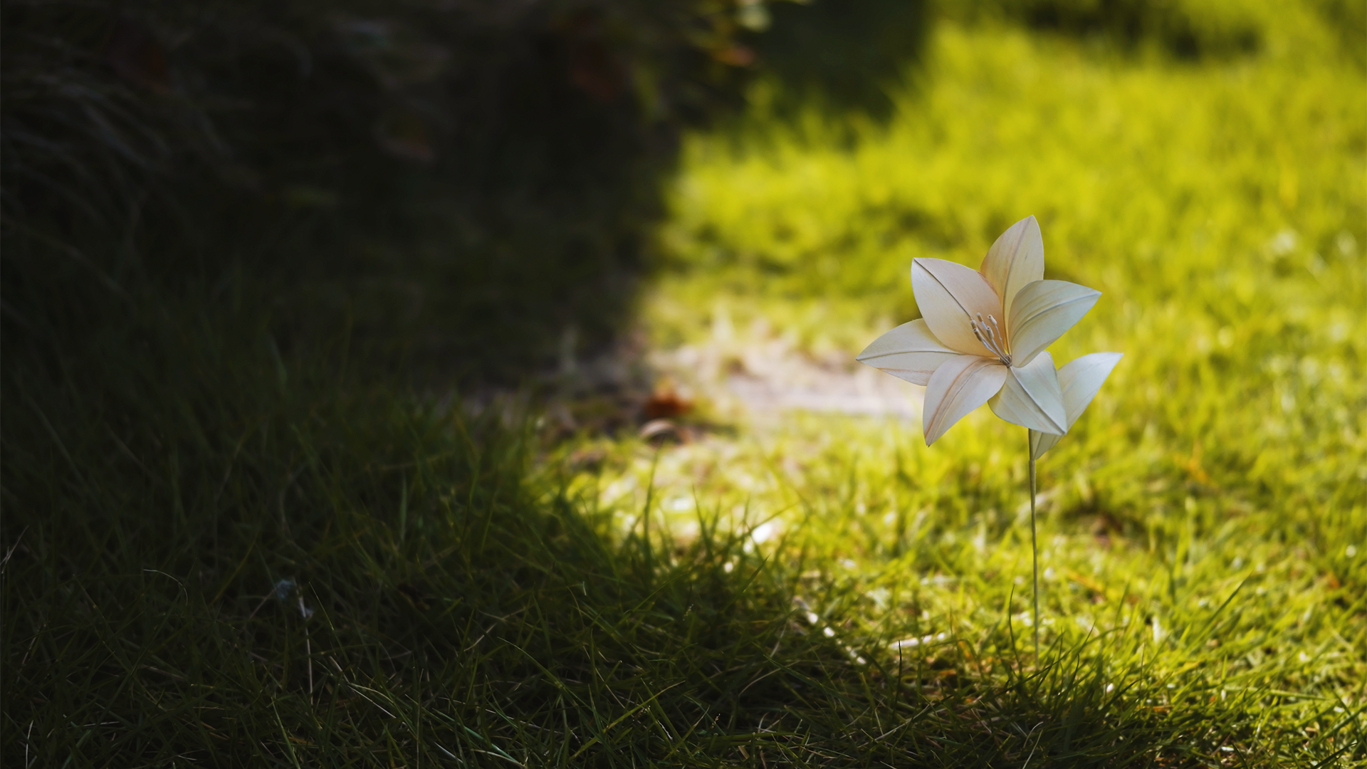 朝日を浴び、神々しいゆり